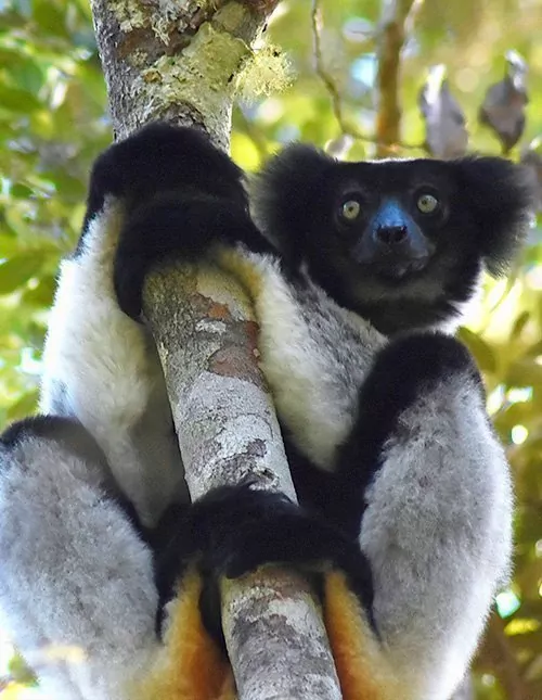 Lemurer på Madagaskar & badeferie på Mauritius