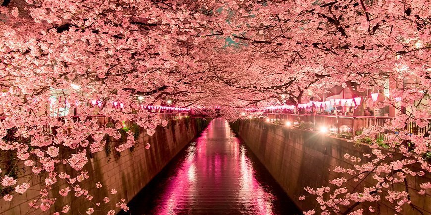Kirsebærblomst om natten i Tokyo