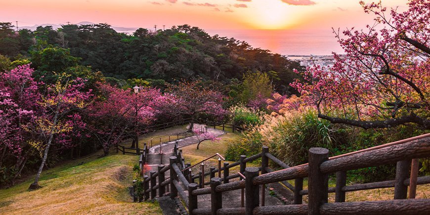 Kirsebærblomst i en park i Okinawa