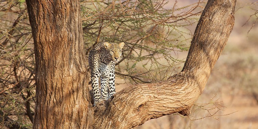 Leopard i et tre i Samburu nasjonalreservat i Kenya