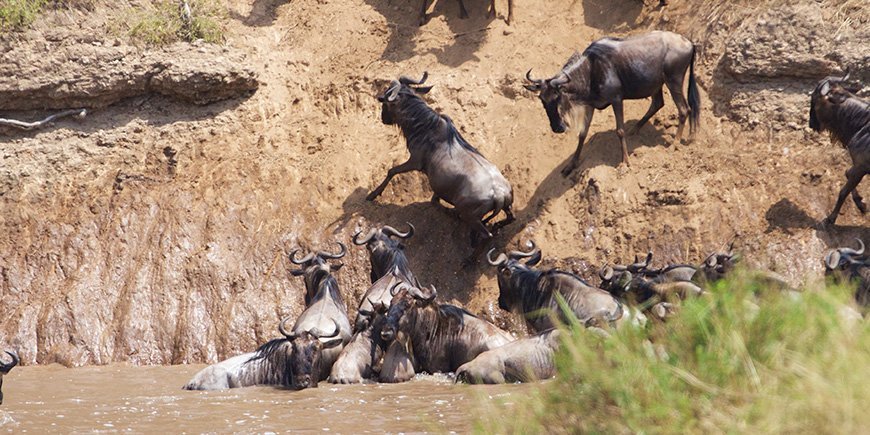 Gnu som prøver å krysse Mara-elven i Kenya