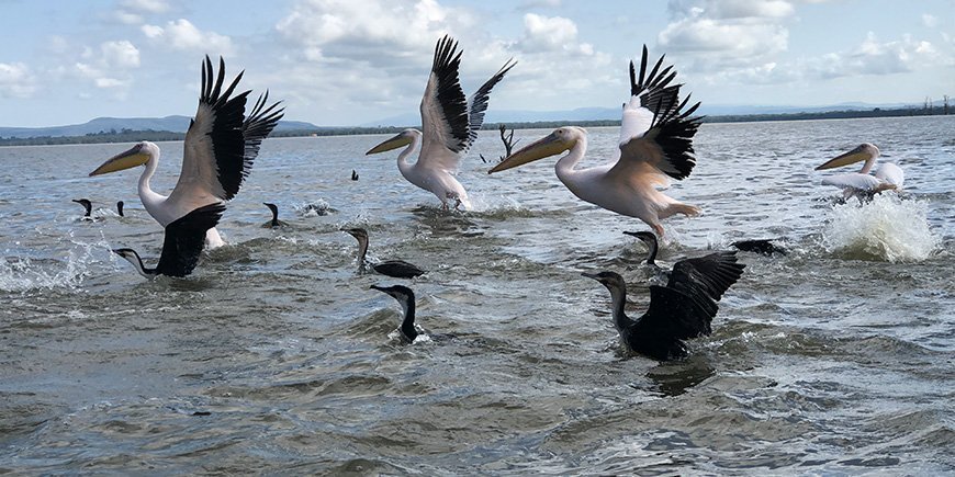 Pelikaner i Naivasha-sjøen i Tanzania