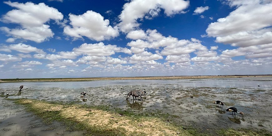 Sebraer står i vannet i et naturreservat i Kenya