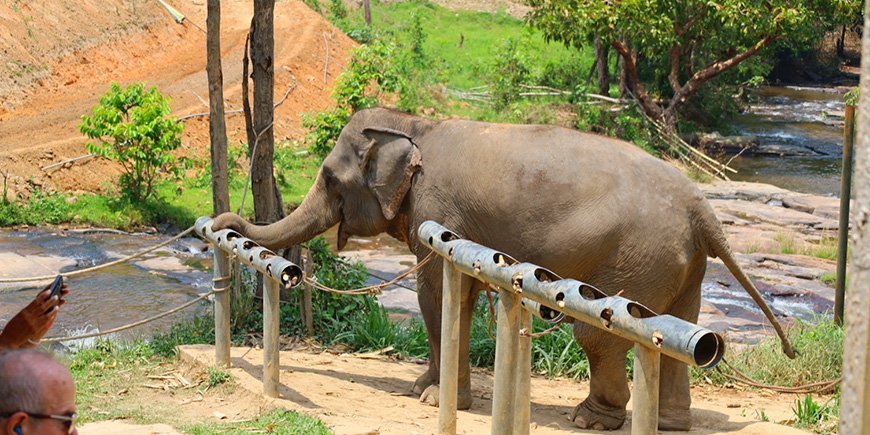 Elefant i ChangChill Elephant Reserve i Chiang Mai