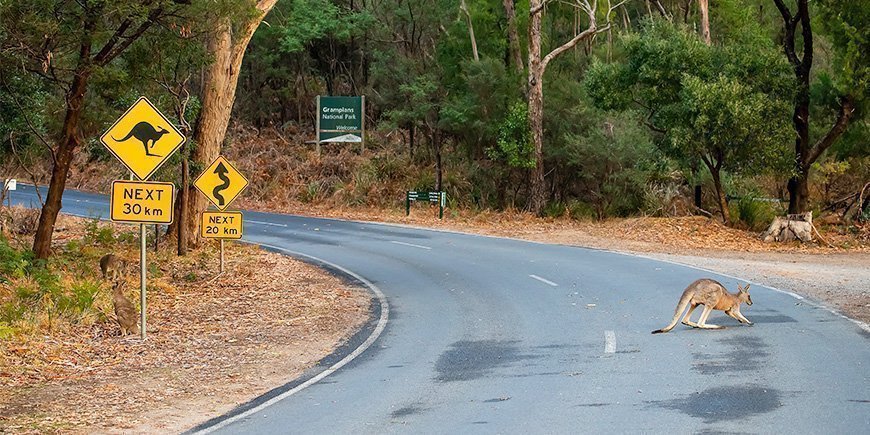 Kenguru på veien i Australia