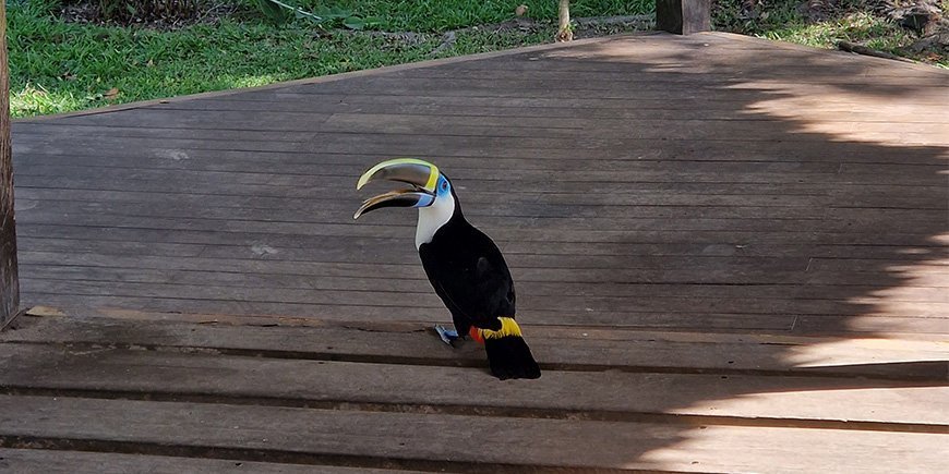 Tukan ved en lodge i peruansk Amazonas