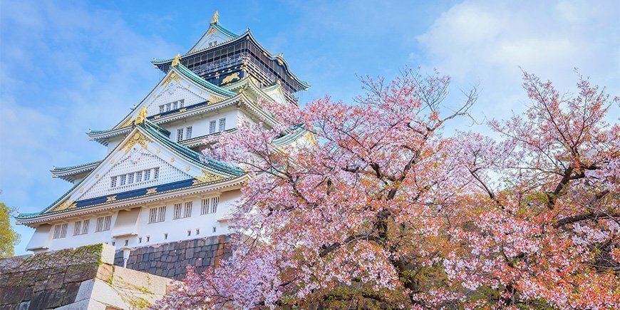 Kirsebærblomst ved Osaka slott i Japan.