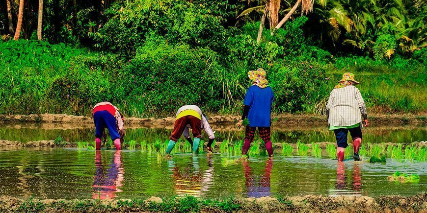 Lokale bønder på Koh Yao Yai