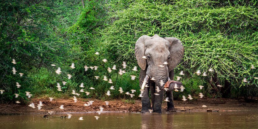 Afrikansk elefant i frodige omgivelser i Kruger nasjonalpark i Sør-Afrika.