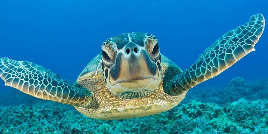 Havskilpadde i vannet på Galapagosøyene