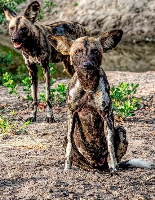 Det sørlige Tanzania: fly in-safari i Nyerere og Ruaha