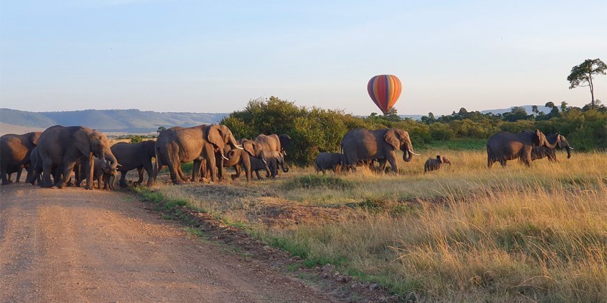 Elefanter går på rekke og rad i Kenya