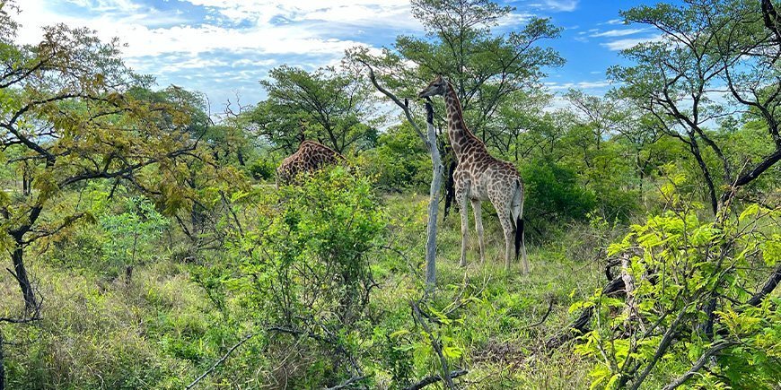 Sjiraff i Kruger nasjonalpark i november