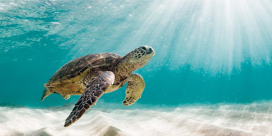 Grønn havskilpadde i vannet ved Galapagosøyene