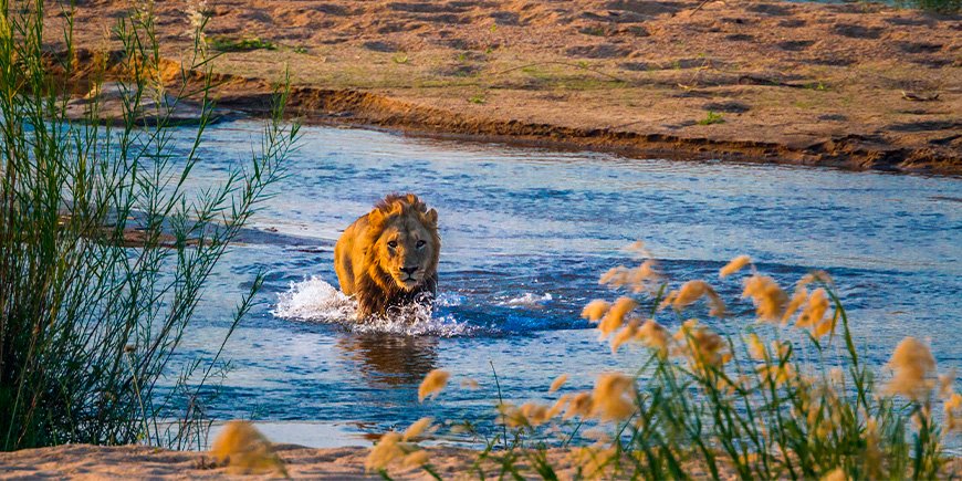 Løve på tur i elven i Kruger nasjonalpark i Sør-Afrika