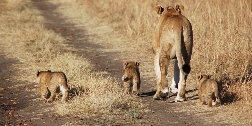 Løver i Masai Mara i oktober