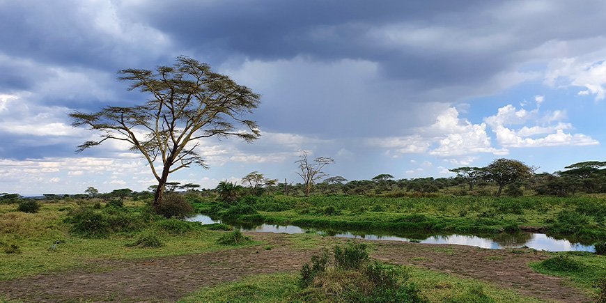 Skyet dag på Serengeti i desember