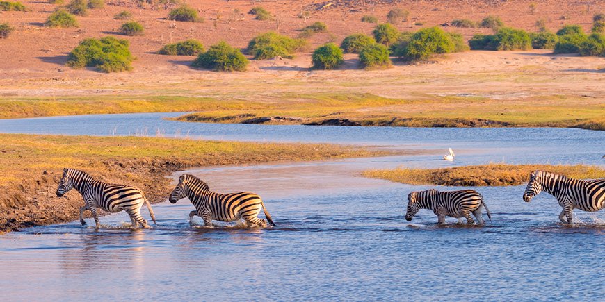 Sebra på vandring i Chobe-elven i Botswana