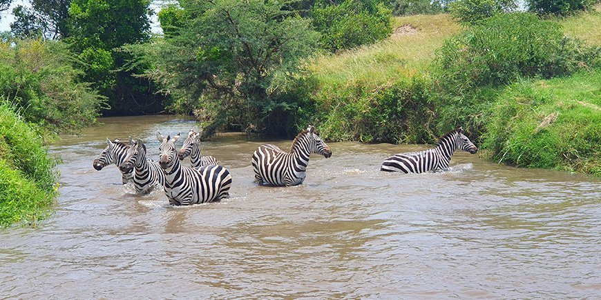 Zebraer i en elv i Afrika