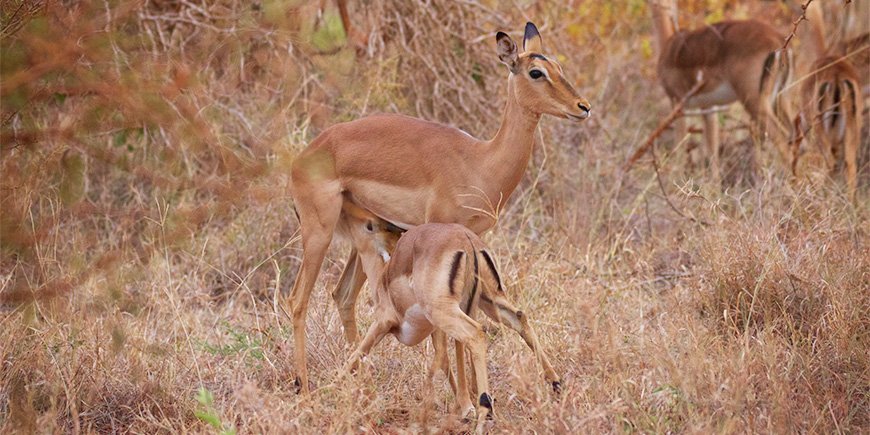 Dyreunger i Kruger nasjonalpark