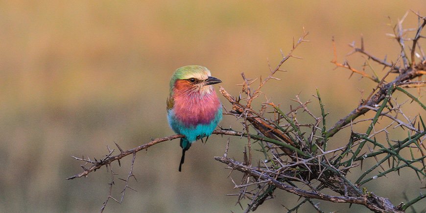 Småbrystet spottefugl i Tanzania