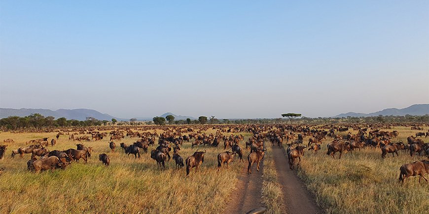 The Great Migration på Serengeti i Tanzania