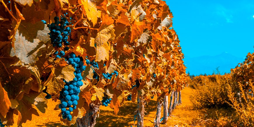 Vingårder i høstfarger i Mendoza, Argentina