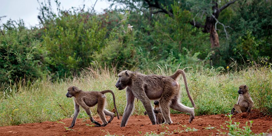 Bavianer på vandring i Kruger nasjonalpark