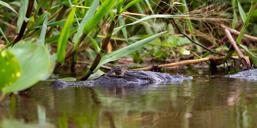 Kaiman i en elv i Pantanal i Brasil