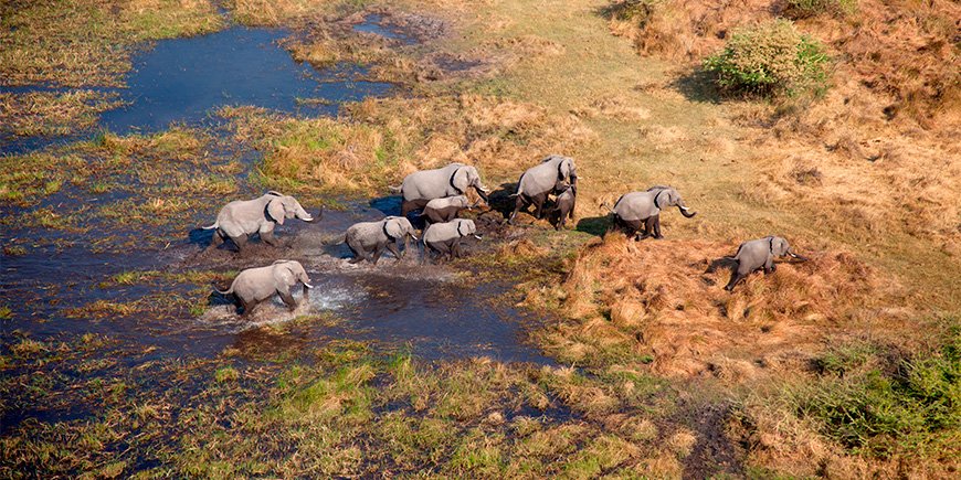 Elefanter på vandring i Okavango-deltaet