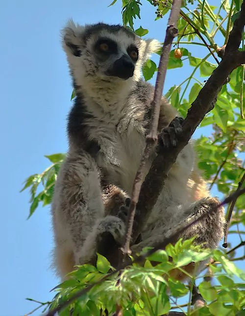 Natur, kultur og lemurer på Madagaskar