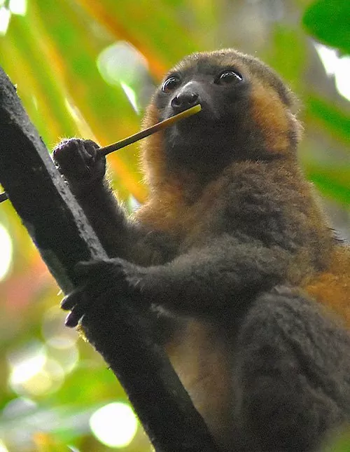 Natur, kultur og lemurer på Madagaskar & badeferie på Mauritius