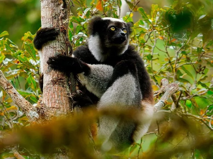 Kenya, Madagaskar & badeferie på Mauritius