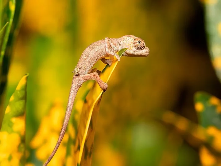 Natur, kultur og lemurer på Madagaskar