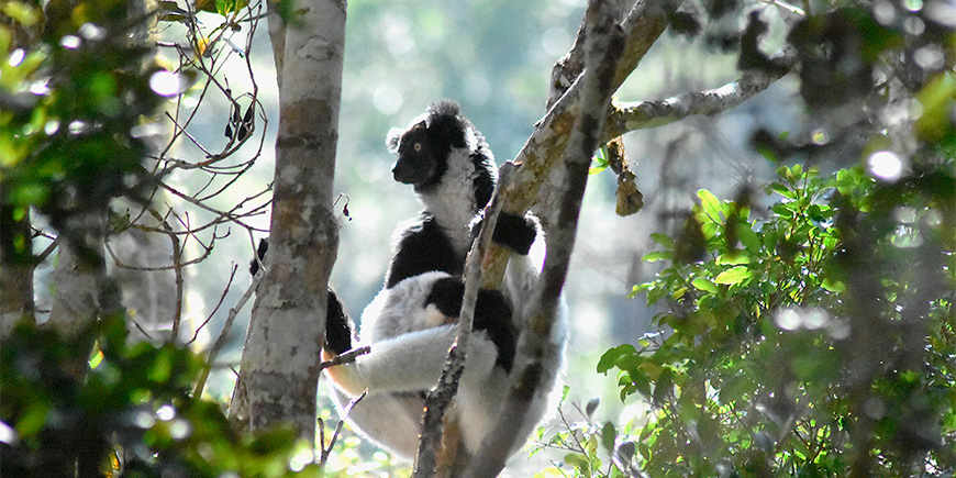 Indri-lemur i et tre på Madagaskar