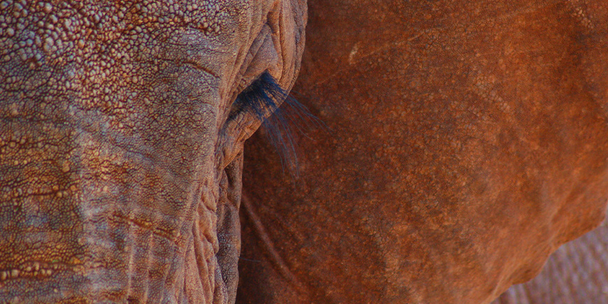 En elefant på nært hold i Tsavo i Kenya