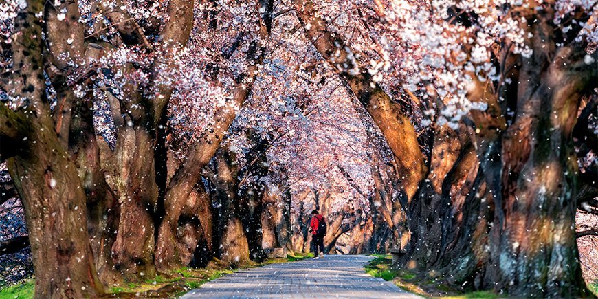 Kirsebærblomst i Kyoto, Japan