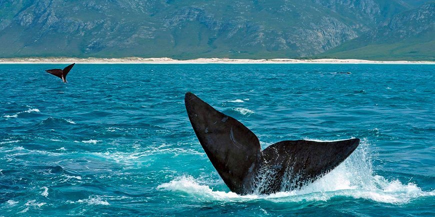 Sørlige retthvaler utenfor kysten av Hermanus i Sør-Afrika