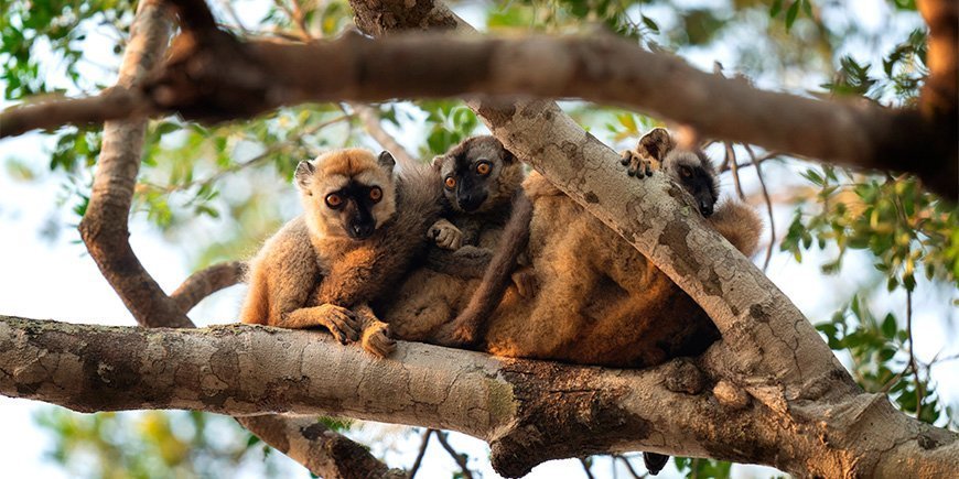 En gruppe brune lemurer i skogen på Madagaskar