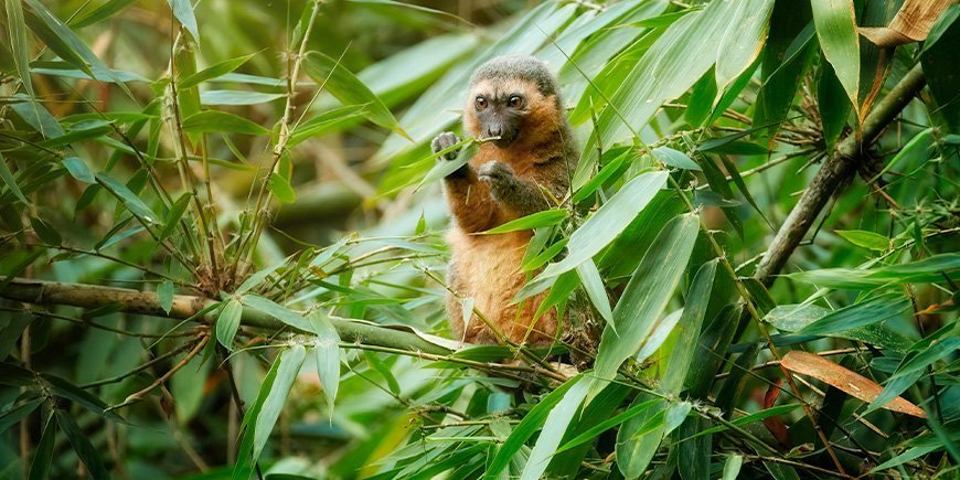 Bambuslemur sitter i et tre i Ranomafana nasjonalpark