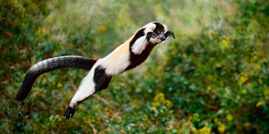 Svart og hvit pelslemur hopper mellom trærne på Madagaskar