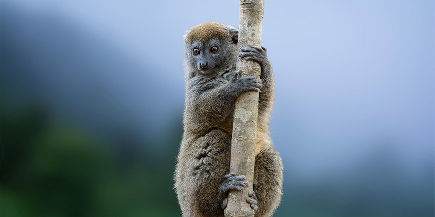 Bambuslemur sitter i et tre i Ranomafana nasjonalpark