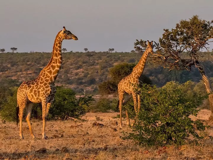 Safari i Sør-Afrika & lemurer på Madagaskar