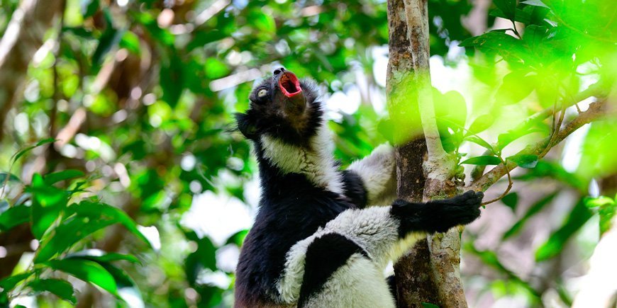 Indrielemur synger i trærne på Madagaskar