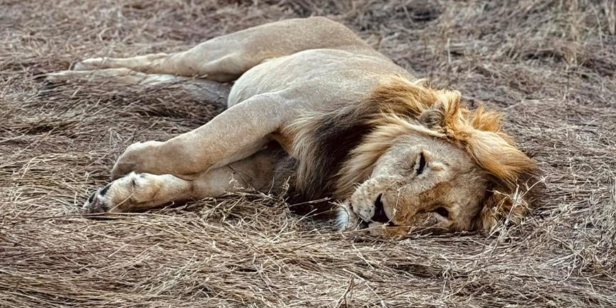 Hannløve slapper av på Serengeti