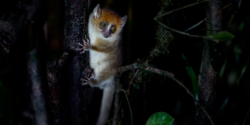 Muselemur sitter i et tre på Madagaskar