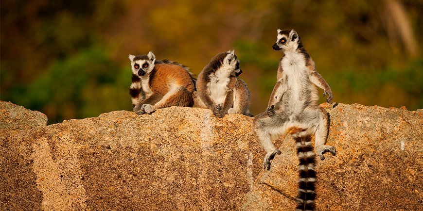 Ringhalelemurer holder til på Madagaskar