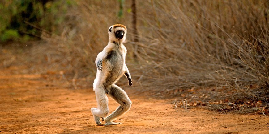 En sifika-lemur danser langs en vei