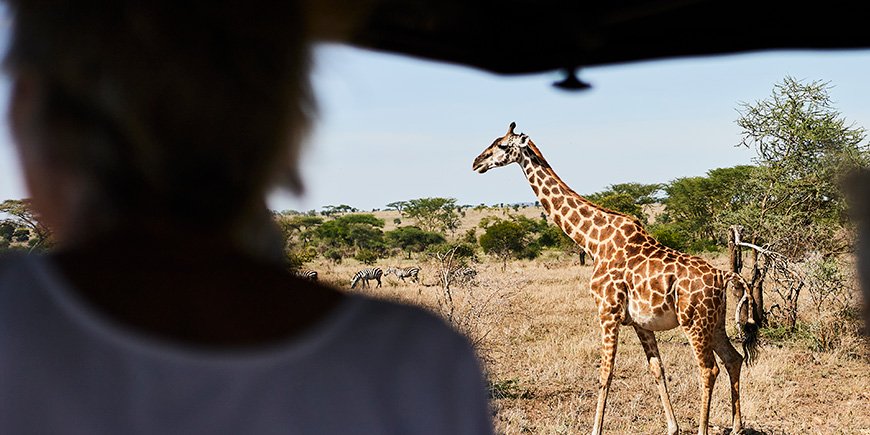 Sjiraff på vandring på savannen i Tanzania