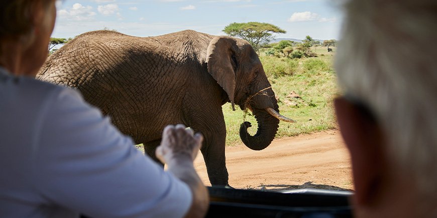 Elefant fra bilen på safari i Tanzania